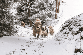 Le projet est né de la collaboration entre Rosula Blanc et le photographe Bertrand Carlier, après une randonnée avec les yaks.